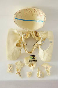 Modelo de Cráneo Adulto para Ciencias Médicas con Nervios, 10 Partes, para Estudio Dental, en Resina - Product Image 2