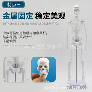 Modelo de esqueleto humano, 45 cm de largo, con articulaciones móviles, material didáctico y estructura de esqueleto. - Product Image 3
