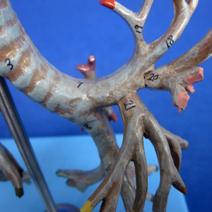 26 תווית pvc עץ ברונכיאלי מודל מדע רפואי vvisection ציוד מעבדה לבתי ספר ובתי חולים - Product Image 2