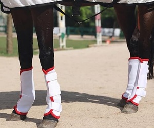 Foglio di mosca cavallo all'ingrosso perfetto per impacchi di gambe di cavallo difendere <span class=keywords><strong>il</strong></span> <span class=keywords><strong>moscerino</strong></span> - Product Image 5