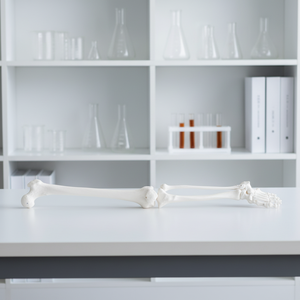 Modelos Educativos o Didácticos de Esqueletos, Modelo de <span class=keywords><strong>Esqueleto</strong></span> <span class=keywords><strong>Humano</strong></span> de Extremidad <span class=keywords><strong>Inferior</strong></span> a Tamaño Real (en Pares) para Ciencias Médicas - Product Image 4