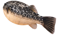Laternenfisch