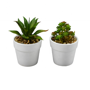 Mini-plantes succulentes en gros avec pot en céramique blanche, faux bonsaïs succulents assortis <span class=keywords><strong>pour</strong></span> la décoration intérieure, commande en gros disponible - Product Image 4