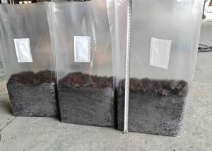 Machine automatique électrique de remplissage de sacs pour la culture de champignons de culture en sac (Hericium erinaceus) - Product Image 3