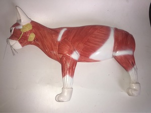 Modelo anatómico de gato 3D de tamaño real para Educación Veterinaria | Herramienta de entrenamiento de órganos desmontables, sistemas esqueléticos y musculares - Product Image 2