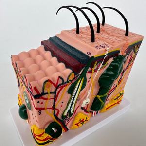 Maniquí de Piel Humana de Alta Calidad, 30 Veces el Tamaño Real, con PVC Avanzado para Salones de Belleza y Escuelas de Medicina - Product Image 4