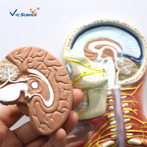 Modèle de simulation en PVC du système nerveux humain, modèle <span class=keywords><strong>3D</strong></span> de l'anatomie du corps entier, équipement de laboratoire, ressource pédagogique médicale - Product Image 3