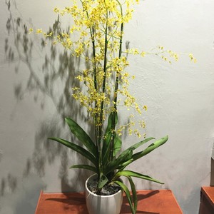 New Fashion Climbing Plants <strong>Grape</strong> Vegetables <strong>Trellis</strong> DIY Stick <strong>Trellis</strong> Metal Garden Plant Support - Product Image 5