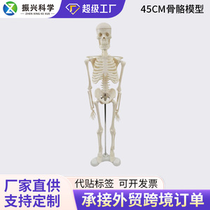 Modèle squelettique de 45 cm, équipement pédagogique médical, modèle squelettique humain en gros pour l'enseignement et l'équipement médical - Product Image 5