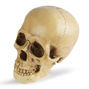 Résine Crâne Humain SKB24 Bar Décoration ou Halloween Cadeau Réaliste Crâne Humain Modèle Spécimen Artisanat - Product Image 4