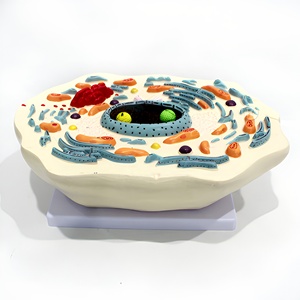Modelo Anatómico de Célula Animal Mitonquítica, Herramienta de Enseñanza para Laboratorio de Biología - Product Image 1