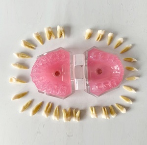Dentale denti rimovibili modello gomma morbida - Product Image 3