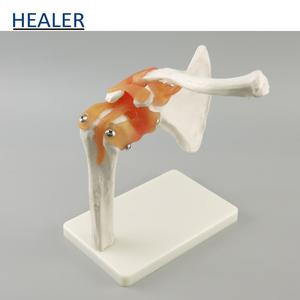 Modelo anatómico de articulación de <span class=keywords><strong>hombro</strong></span> de <span class=keywords><strong>esqueleto</strong></span> <span class=keywords><strong>humano</strong></span> con modelo de enseñanza de ligamento para ciencia médica - Product Image 5