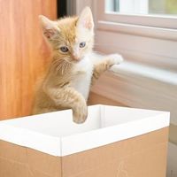 Vente en gros de niches pour chats en carton ondulé recyclable, pliables, lits à gratter pour les revendeurs de produits pour animaux de compagnie