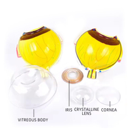 Modèle d'œil humain anatomique agrandi en PVC, avec cataracte, 3D, pour l'enseignement des sciences médicales, qualité supérieure, réaliste