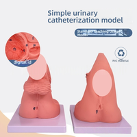 Modèle simplifié d'anatomie du périnée féminin pour la formation médicale PVC pour la pratique du cathétérisme féminin Science de la reproduction humaine