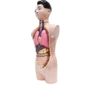 Modelo de <span class=keywords><strong>Cuerpo</strong></span> Juvenil Profesional de 9 Piezas para Demostración en Ciencias Médicas y Exhibición en <span class=keywords><strong>el</strong></span> Aula - Product Image 1