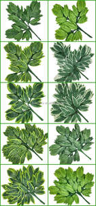 Vente en gros de haute qualité Feuilles artificielles Real Touch Plantes décoratives artificielles Plantes de verdure Feuille de <span class=keywords><strong>laurier</strong></span> - Product Image 6