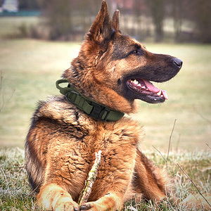 Outdoor Heavy Duty Dog Collar Elastic Training Leash Set Quick Release Alloy Buckle Reinforced Handle Large Breed Pet Gear - Product Image 1
