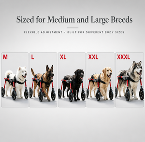 Chariot de mobilité pliable et réglable pour chien, fauteuil roulant pour animaux de compagnie de taille moyenne et grande, support de marche stable - Product Image 5