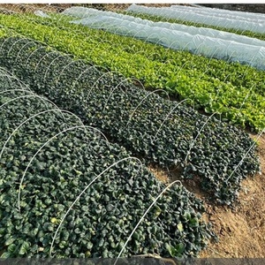 Tiges solides en fibre de verre (FRP/GRP) de 6 mm x 1220 mm pour piquets de plantes, supports d'arche agricole et cerceaux en fibre de verre - Product Image 1