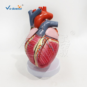 Modelo de conducción cardíaca de alta precisión de 5 componentes (3 veces más preciso), que muestra el nodo sinotriádico y el nodo atrioventricular - Product Image 3