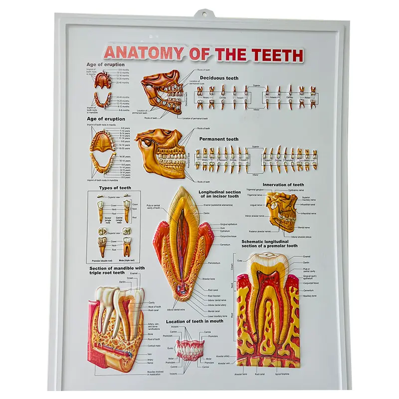 Benutzer definierte anatomische Poster benutzer definierte Druck Anatomie der Zähne medizinische Poster 3d Zahn anatomie Diagramm