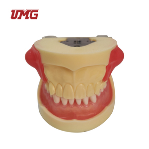 Modèle dentaire <span class=keywords><strong>maxillaire</strong></span> bilatéral de dents sensibles - Product Image 5