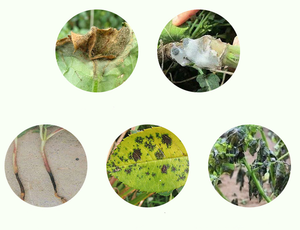 Pymetrozina 10% Isoprocarb 40% 50% WP, Pesticida Agrícola Compuesto Contra Insectos como el Planthopper del Arroz, los Tripas y los Pulgones - Product Image 2