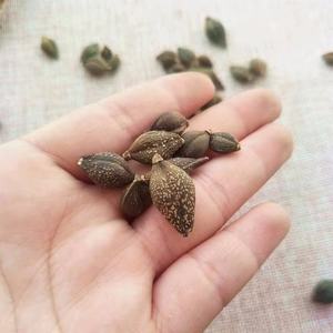 Лянь Цяо, Китайская традиционная сушеная форзиция, фруктовая трава, необработанный чай, экстракт - Product Image 4