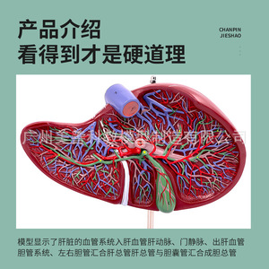 Modèles de foie du Département de Gastroentérologie, y compris des modèles anatomiques du foie, du hilum du foie et du foie lobulé. - Product Image 4