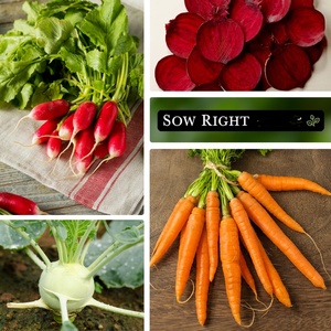 Collection de paquets de légumes sans OGM Heirloom pour la plantation de jardin à la maison avec kit de pots de fleurs et fleurs artificielles - Product Image 2