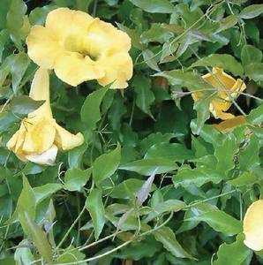 <span class=keywords><strong>Harpagophytum</strong></span> <span class=keywords><strong>Procumbens</strong></span>パウダー100% ナチュラル - Product Image 5