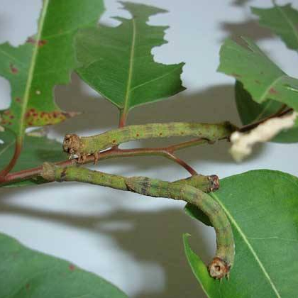 Мощные эффективные вредители и убивающие лепидоптера нематоды и биоорганические пестициды 10% хлорфенапир SC