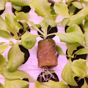 UPuper tour système <span class=keywords><strong>de</strong></span> canaux nft laitue graines <span class=keywords><strong>de</strong></span> légumes hydroponique <span class=keywords><strong>tomate</strong></span> semis éponge clone racine bouchon <span class=keywords><strong>de</strong></span> culture - Product Image 5