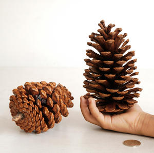 Wood DIY Dried Flower Materials Home <strong>Christmas</strong> Decor 15cm American Pine Cones Window <strong>Decoration</strong> Ornaments - Product Image 6