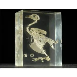 V-GG003 all'ingrosso scheletro animale incorporato campione piccione scheletro ad alta trasparenza campione di resina per l'insegnamento