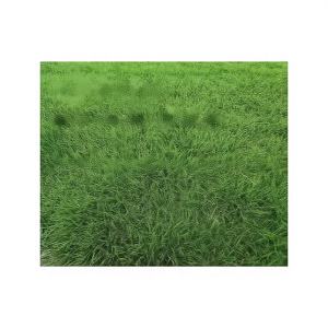 Semillas de Hierba de Raíz de Dichotomanthes, Semillas de Pueraria Mirifica, Protección de Taludes Verdeantes para las Cuatro Estaciones, Semillas de Pasto Perenne - Product Image 1