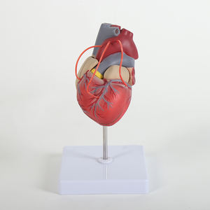 Modelo Anatomia do Coração Humano Destacável Demonstração Educacional Ciência Médica para Escolas Médicas - Product Image 3