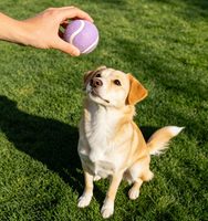 Jouet à mâcher pour animaux de compagnie, personnalisé, en caoutchouc écologique, durable, interactif, indestructible, résistant, balle en caoutchouc pour chien