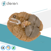 Modelo Anatómico Avanzado del Cerebro Humano, Secciones Frontales, Modelo de Enseñanza Médica en Plástico