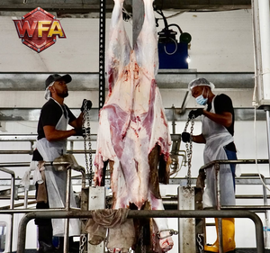 Línea de Procesamiento Automática para Sacrificio de 100 Ganado Bovino/H = Sistema Transportador Aéreo de Acero Inoxidable para Mataderos - Product Image 1