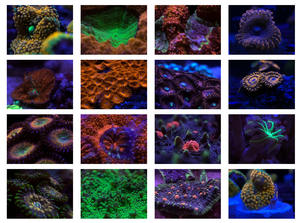 ตัวกรองปะการังถึงถังน้ำทะเลสีฟ้าอ่อนชุด6-in -1สำหรับถ่ายภาพในโทรศัพท์แนวนอน - Product Image 4