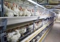 Cage d'Élevage Type H de Qualité Supérieure pour Poulets de Chair, 60/80 Oiseaux, 3/4 Niveaux, Galvanisée à Chaud, pour Exploitations Avicoles