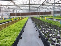 Serre agricole multi-chapiteaux en polycarbonate de grande taille pour la culture de tomates