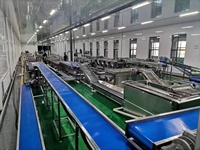 Verse Palmdadels Borstelreinigingsmachine Dateert Wasdrooglijn Maker Sorteermachine Voor Dadels