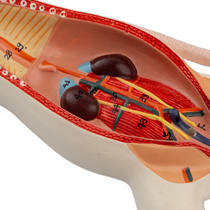 Modèle d'anatomie de rat, structure interne de souris blanche, biologie, <span class=keywords><strong>sciences</strong></span> médicales, enseignement, élevage expérimental - Product Image 5