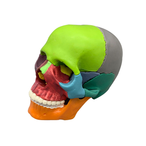 Mô hình hộp sọ người 15 mảnh có thể tháo rời thu nhỏ để học tập và sử dụng trong bệnh viện - Product Image 1