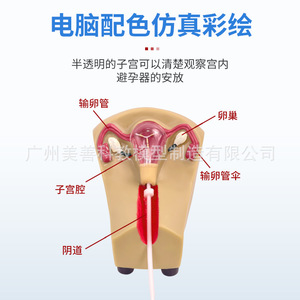 Enseñanza de la anatomía reproductiva femenina: cervix, útero, vagina y ovarios; orientación sobre la anticoncepción intrauterina; planificación familiar - Product Image 5