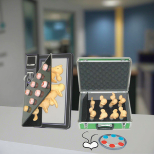 Modelo Anatómico de Lesiones Cervicales Uterinas de 8 Piezas para Entrenamiento de Enfermeras y Escuelas de Medicina - Product Image 6